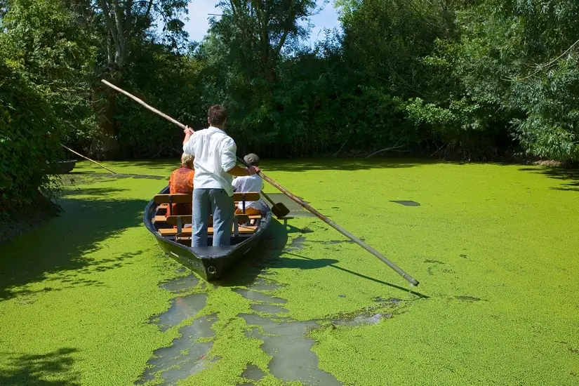 Marais Poitevin, Ferienausflug von Fouras aus, entdecken Sie die Natur und die Vögel des Sumpfes...