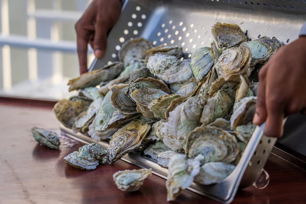 Guided tour of an oyster hut